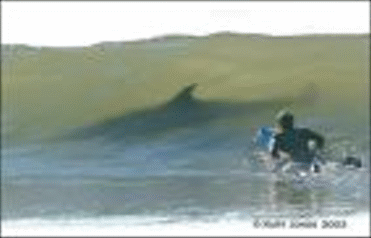 hai.gif