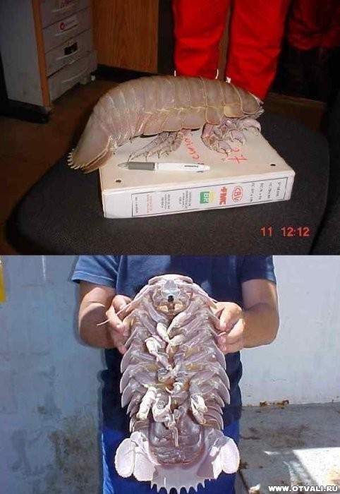 zhasnye_gigantskie_tvari_3.jpg