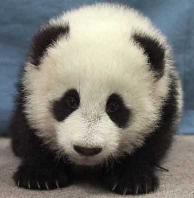 panda168.jpg