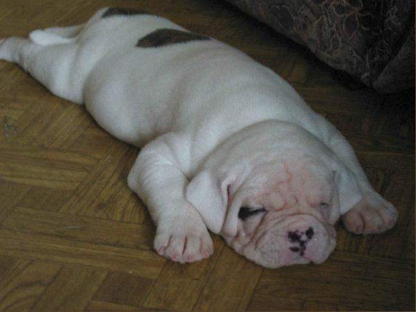 3260_dog.breeder.ru.jpg