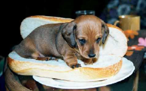 Hotdog.jpg