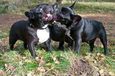 French_Bulldogs3.jpg