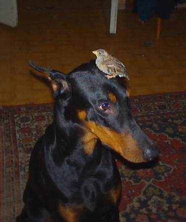 3256_dog.breeder.ru.jpg