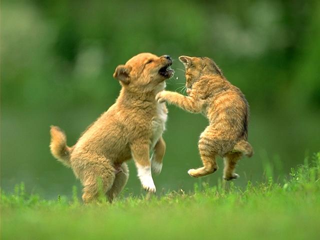 cat_dog_34.jpg