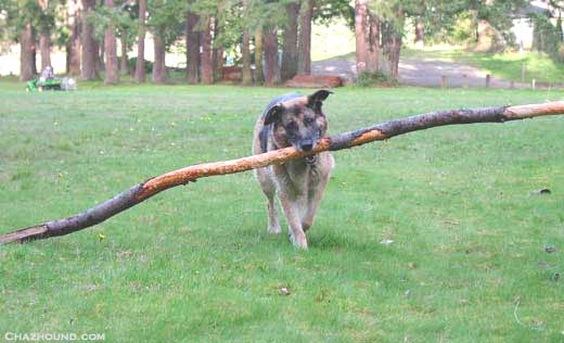fetch_stick.jpg