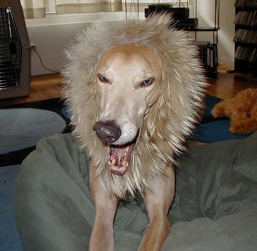 dog1.jpg