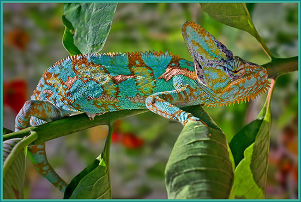 Corinnes_Chameleon.jpg