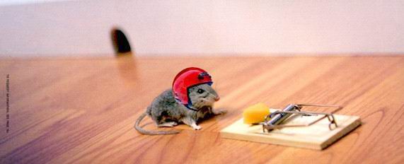 mouse.jpg