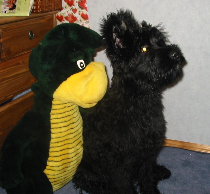3407_dog.breeder.jpg