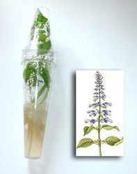 salviaplant.jpg