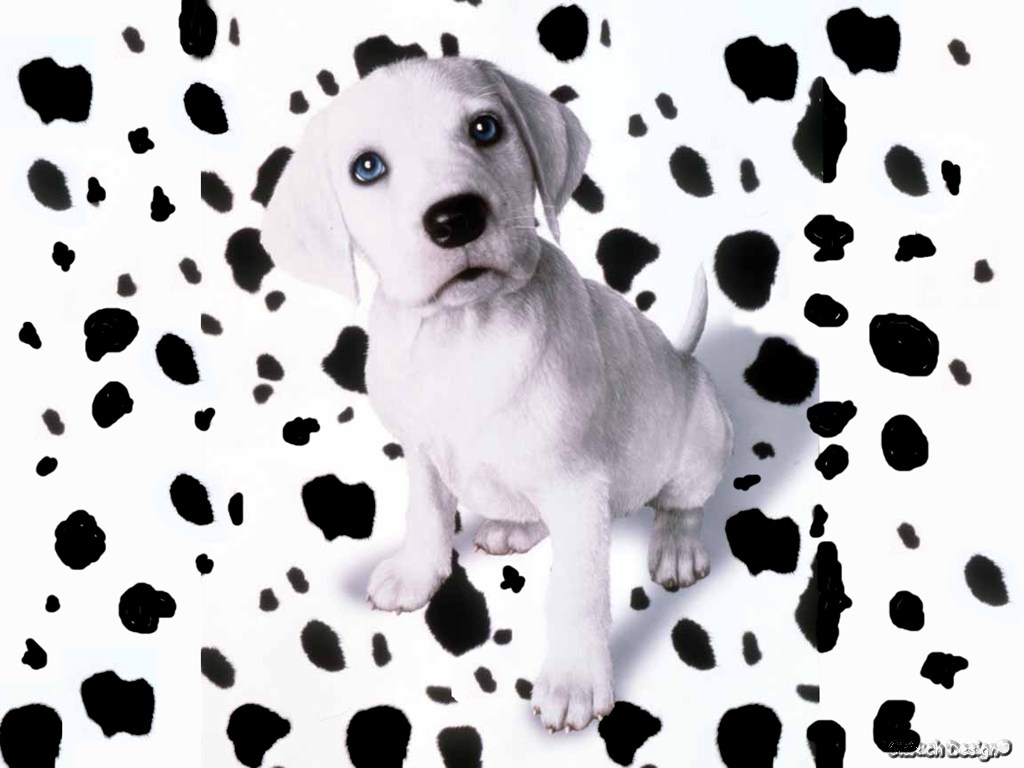 Puppy_1.jpg