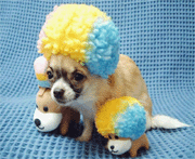Afro_Chihuahua.gif