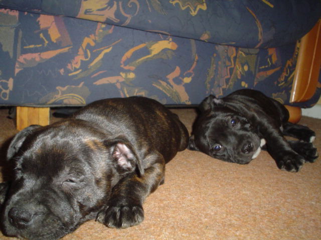 Pupies_20pretending_20to_20sleep__20i_20know_20your_20game.jpg