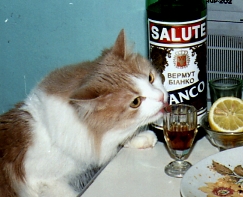 p_cat_drinker.jpg