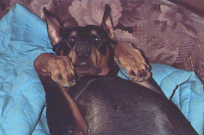 p_doberman.jpg