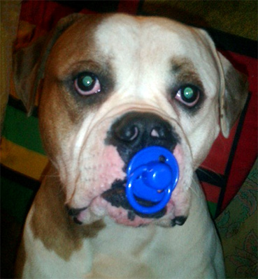 3780_dog.breeder.jpg