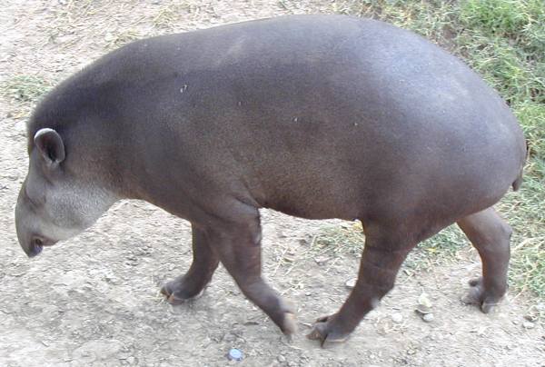 tapir.jpg