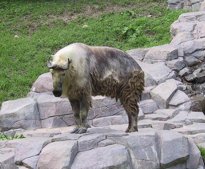 cxenmachva.jpg