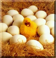 chick.jpg
