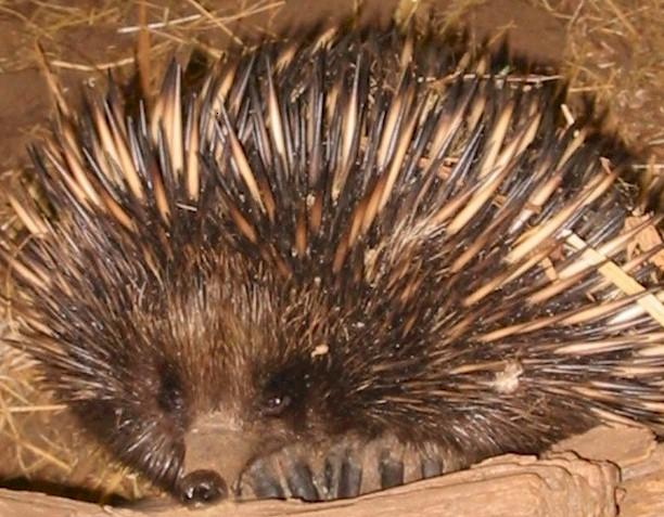 echidna.jpg