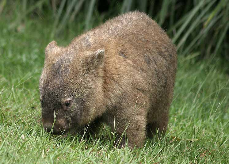 wombat_pic.jpg