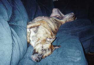 adogslife.jpg