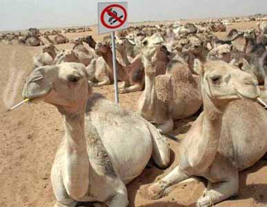 camelssmoking.jpg