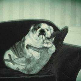 animal017.jpg