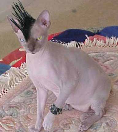 punkcat.jpg