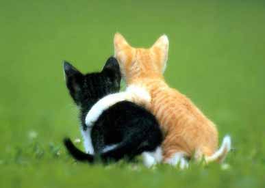 kittens.jpg
