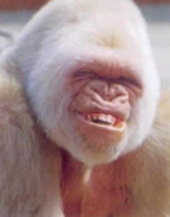 animal045.jpg