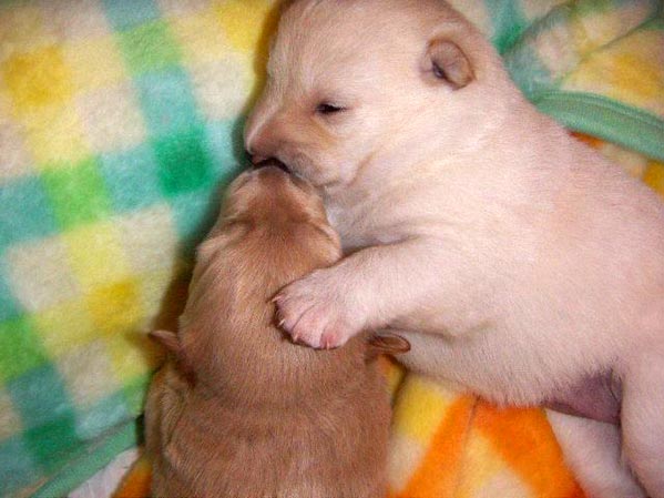 2005_12_11_22_14_051209_dog2.jpg