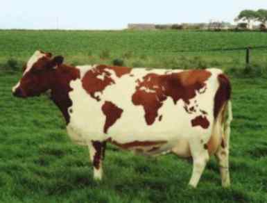animal005.jpg