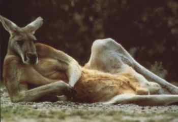 animal015.jpg