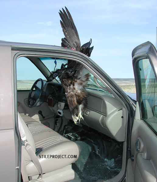 eagle.jpg