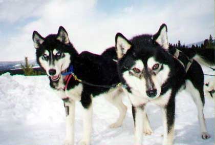 dogs.jpg