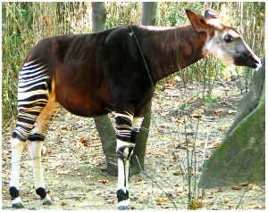 okapi.jpg