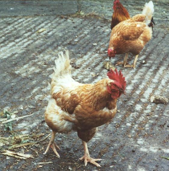 rooster.jpg