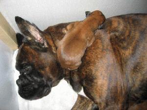 326616_dog.breeder.jpg