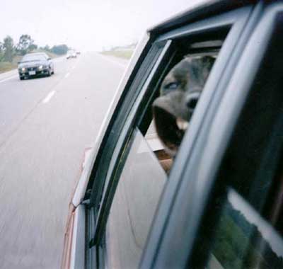 DOG.jpg