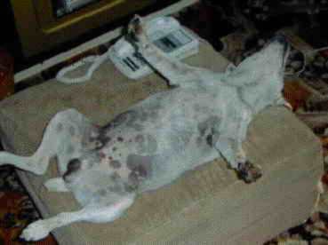 animal009.jpg