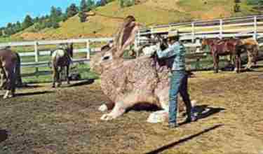 animal013.jpg