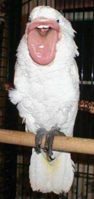 animal015.jpg
