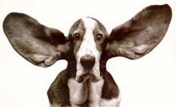 animals041.jpg