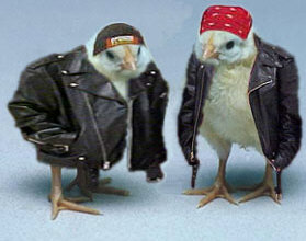 bikerchicks.jpg