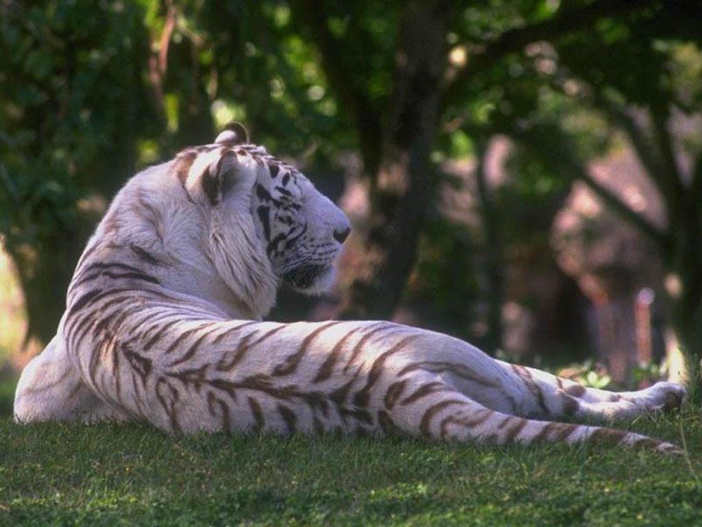 tiger03.jpg