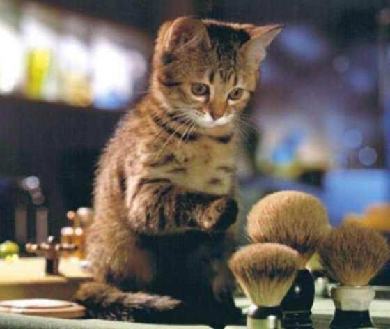 minou_blaireau.jpg