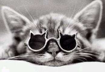 kitty_superstar.jpg