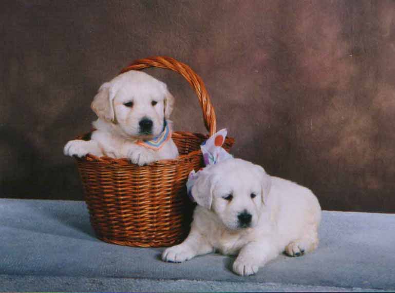 pupies.jpg