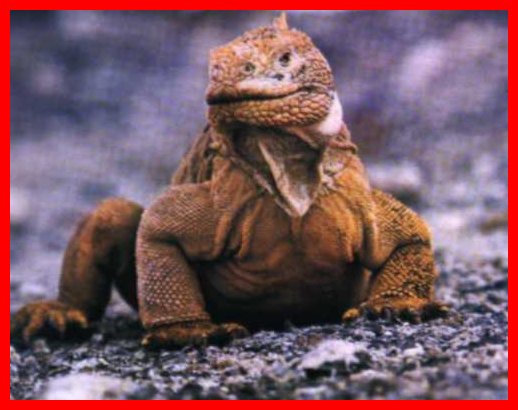 dragon_20komodo.jpg